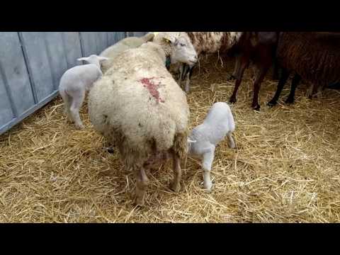 AGNELLINI E PECORE ALLA FIERA DI S. LUCA A DEMONTE. (CN) 9 - 10 - 2016