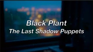 • Black Plant - The Last Shadow Puppets • || Subtitulado en Español