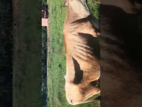 Chácara em Mairipotaba-Goiania -Goiás (começo )