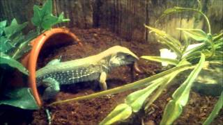Batarplote the Green Ameiva III vs Earth Worm Jim!