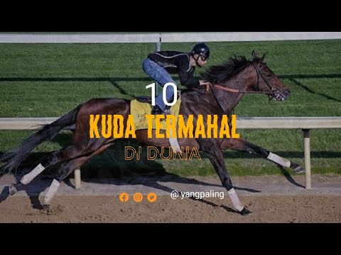 10 Most Expensive Horses in the World