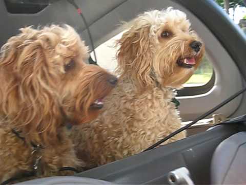 Dusty & Cheeto in the Lancair