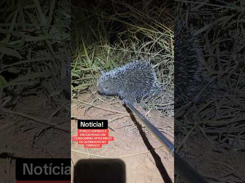 Porco-Espinho encontrado em condomínio em Cidade Ocidental após início de queimadas.