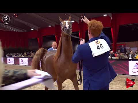N.46 AMANI MONISCIONE - Lier 2018 - Yearling Colts (Class 2B)