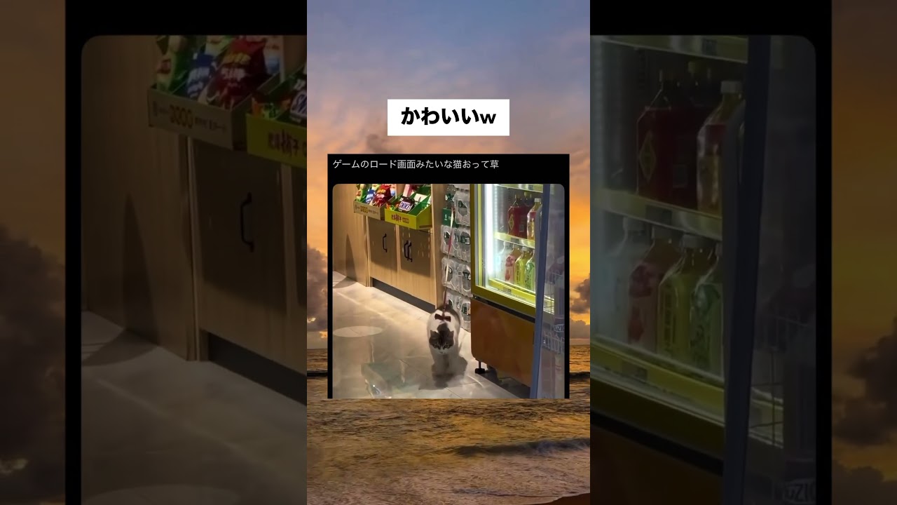 かわいいw #おすすめ #動物 #プチ知識