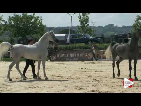 Montefalco 2016 - Stallions Parade