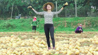 Harvest Potatoes with Farmers - A Bountiful Harvest - Going to the Market to Sell Potatoes