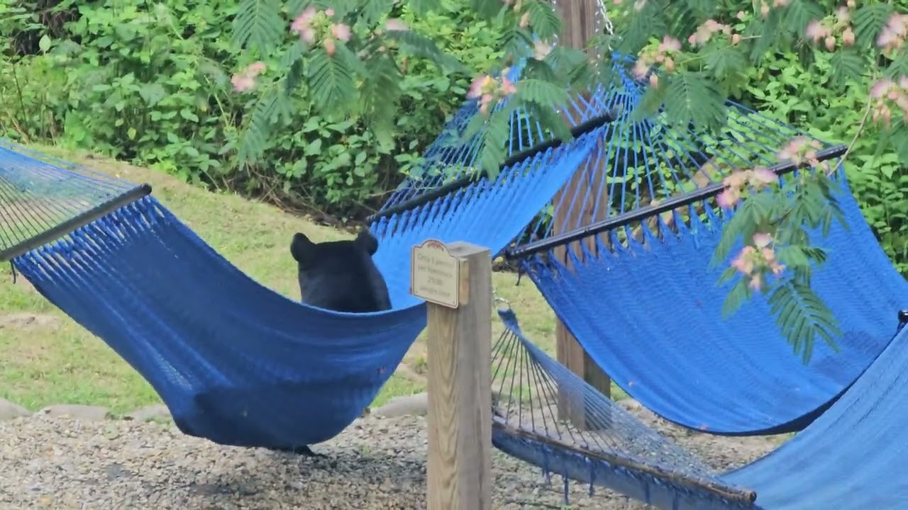 Momma Bear and Cubs Hammock Havoc || ViralHog