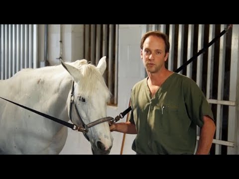 Slide 4 - Super Absorbent Gamgee Padding 500g  (video)