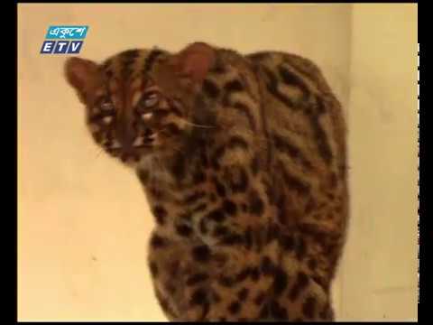 সিতেশবাবুর চিড়িয়াখানায় দর্শনার্থীদের ভিড়