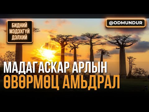 Мадагаскар арлын өвөрмөц амьдрал - БИДНИЙ МЭДЭХГҮЙ ДЭЛХИЙ