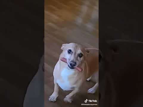 Sam the dog with a hot dog (rare tiktok)