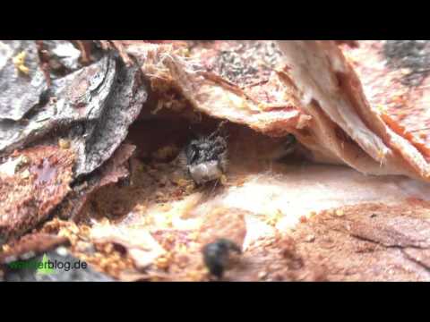 Borkenkäfer stirbt durch Harz- Bark Beetle dies of resin- Nationalpark Bayerischer Wald