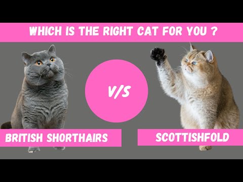 British Shorthair VS Scottish Fold: Which One is Right For You?