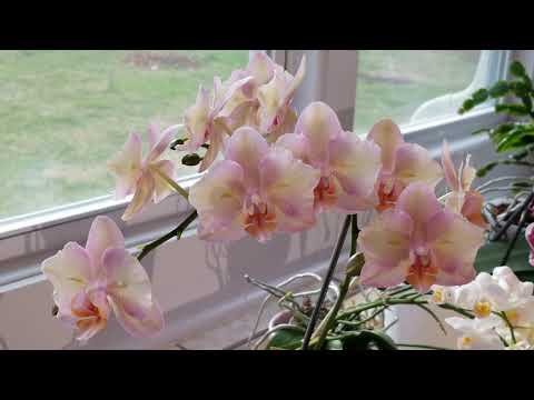Orchid Bloom Tour...March 2021