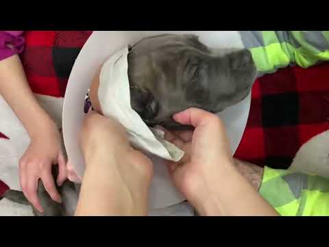 Big reveal of new look | Cane Corso ARE Badass AND cute