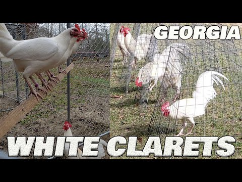 Beautiful Birds White Claret Adrian Francisco Red Cliff Farm Georgia - Farm Visit