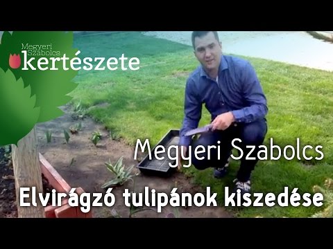 Elvirágzott tulipánok kiszedése - Megyeri Szabolcs Kertészet