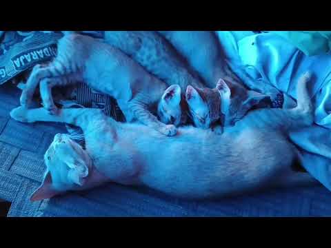 Cat react to her owner voice so nice