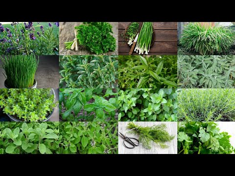 List Herbs