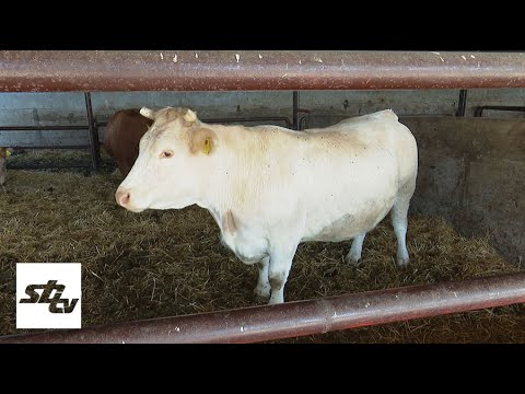 SBTV - SB INFO - HOĆE LI NAŠI PROIZVOĐAČI JUNEĆEG MESA PREŽIVJETI KORONAKRIZU? - 04.10.2020.