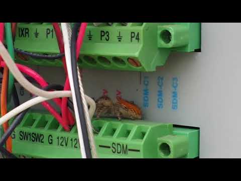 A hiding spider inside CR3000 datalogger DP weather station