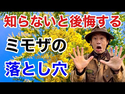 中級レンギョウ、パリ ミモザ、レンギョウ x インターメディア