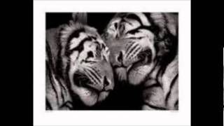 Monkey Junk.   I Wanna Put Tiger in Your Tank.