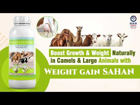 Weight Gain Sahan | Natural Supplement for Camels, Horses & Goats | Immunity & Stamina Booster