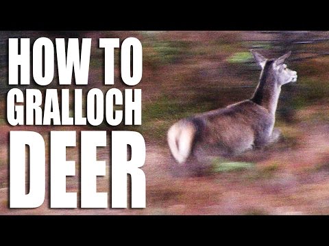 How to gralloch a deer How to gralloch a deer