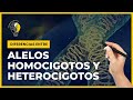 QUÉ ES UN ALELO - Genes dominantes y recesivos 💡