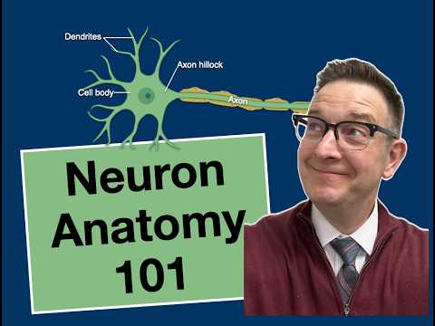 Neuron Anatomy Simplified: Structure That Makes Signaling ...