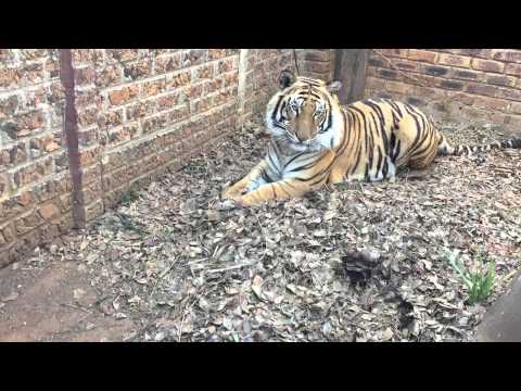 Michael entering Enzo's enclosure with Diego ,very first time together !