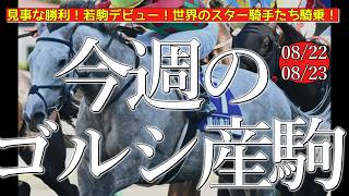 今週のゴールドシップ産駒 (08/22,23)【見事な勝利！若駒デビュー！世界のスター騎手たち騎乗！／キャントウェイトほか】