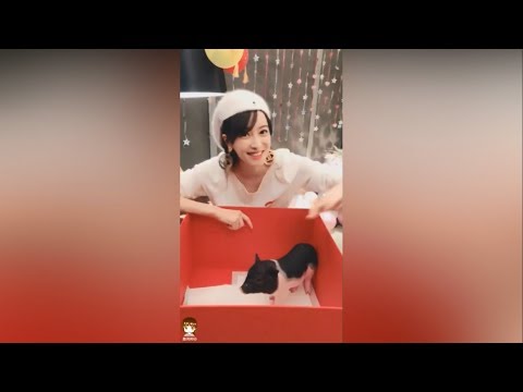 [Engsub|Vietsub][Victoria Song 宋茜]First Time Meeting Baby Pig||Lần đầu Tống Thiến gặp bé heo