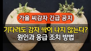 가을 씨감자 긴급공지 - 기다려도 감자 싹이 나지 않는다? 원인과 응급 조치 방법