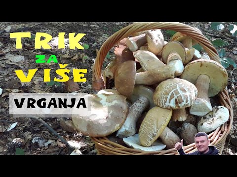 VRGANJI - Trik za Više Vrganja