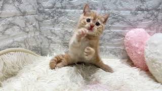 スコティッシュストレートの動画01