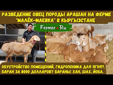 , title : 'Йоба́, Хан и Шах - это мощные бараны! Ферма по разведению овец породы Арашан в Кыргызстане.'
