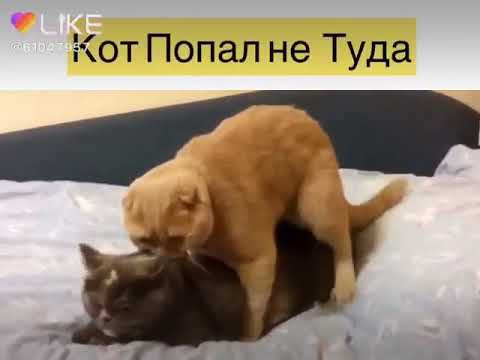 Кот попал не туда