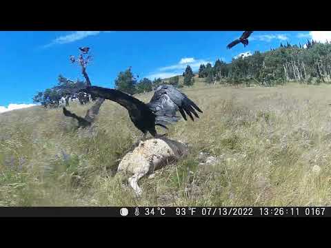 California condors fight eagle for a sheep carcass