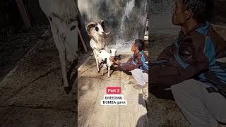 Download lagu PROSES PERKAWINAN DOMBA GARUT #breeding #Dombagarut #Perkawinandombagarut mp3