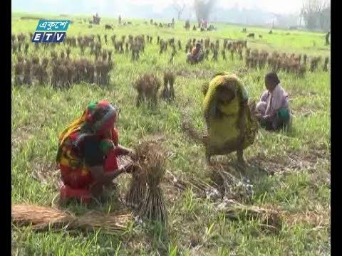 দিনাজপুরে প্রচুর রসুন চাষ হলেও ফলন কম (ভিডিও)