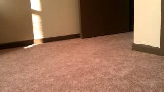 Ferret and dog playing chase