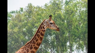 Szeged Zoo - Giraffe