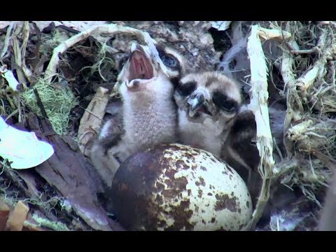 Second breakfast at Hog Island Ospreys nest. 06.46 / 03 June 2018