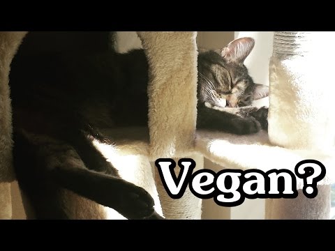 Can cats and dogs eat a vegan diet? (why Sniff still eats meat)
