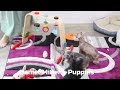 Miniature Schnauzer dogs for sale: Hunter - Video 1