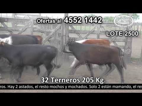 Lote 32 Terneros 11 HE,  8 HE c/  AA,  7 AA,  2 HE c/  RA,  2 Hec/  CH,  1 RA y 1 NO c/  AA. 205kg -  en El Chileno - a 9 km de Palo Solo
