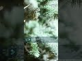 Stevie Wonder  Miracles of Christmas